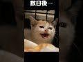 保護した子猫の、どこへ行った君の警戒心　なぎちゃんの場合