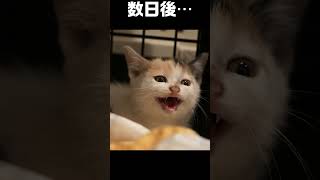 保護した子猫の、どこへ行った君の警戒心 なぎちゃんの場合