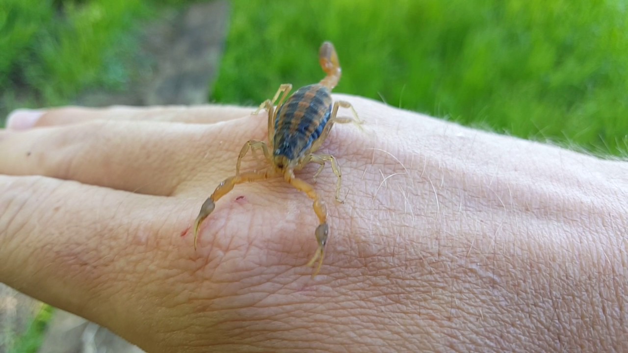herping gear Striped Bark Scorpion