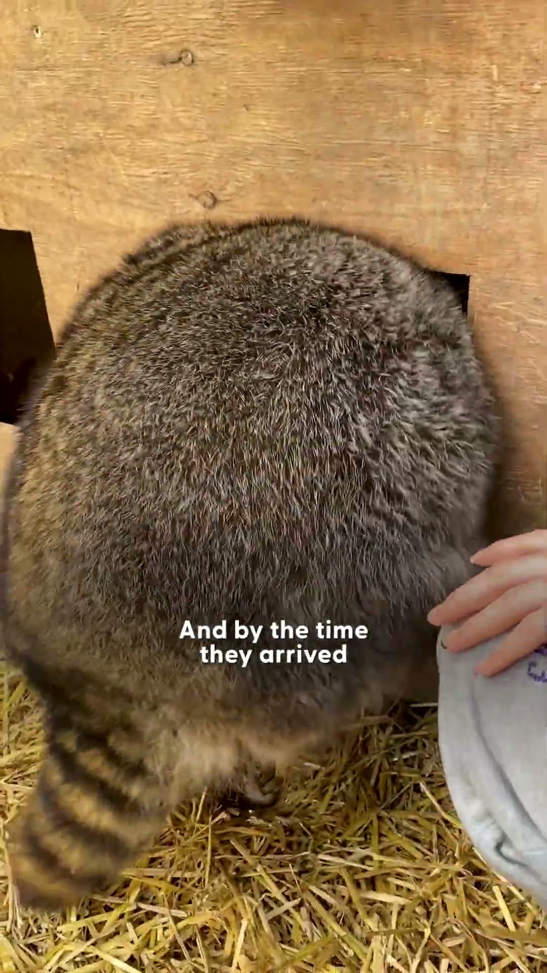 Obese Raccoon Kept As A Pet Loses Half Her Body Weight | The Dodo