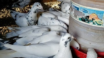 Very Thirsty - Homing Pigeons