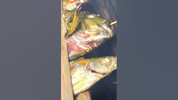 Cá Suối Nướng Ếch Nấu Mẻ | Ẩm Thực Mường