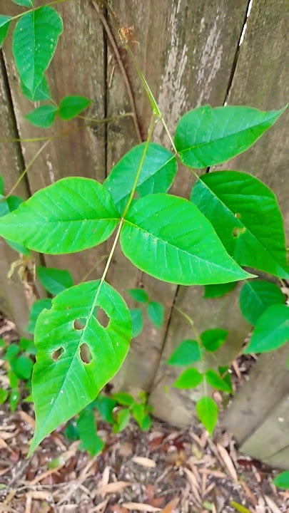 Watch for poison ivy! Leaves of three