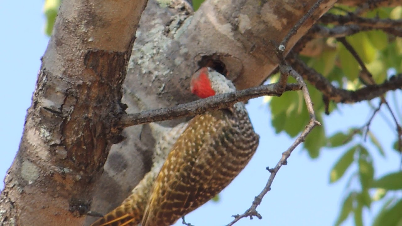 Golden tail Woodpecker 