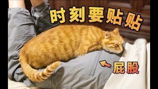 拼命撒娇求收养,它真的好会!