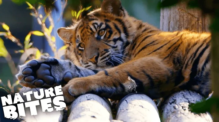 Baby Tigers Explore New Enclosure With Dad | The Secret Life of the Zoo | Nature Bites