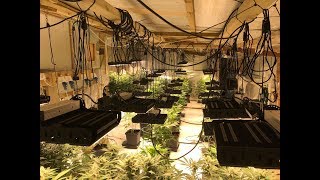 Www.ledhydroponics.co.uk Skyline 800 Led Grow Lights