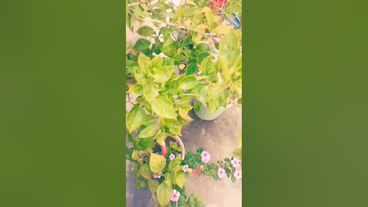 teen-paudhon-ko-turant-hata-de-mhadev-ki-chetavani-sorts-viralvideo