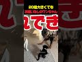20倍も大きいお兄ちゃんに ちょっかいを出すワンちゃん