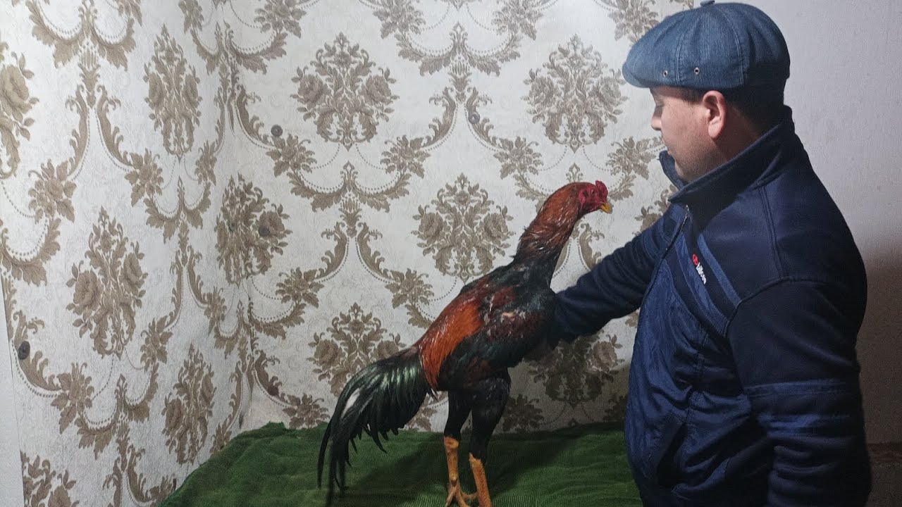 Yangi parvozlarga Xoroz toplas xoroz davraga tayorlash xoroz sovutish