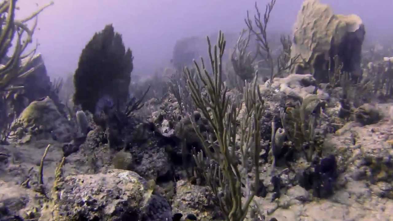 Scuba Diving Boynton Beach, FL 11252012 YouTube