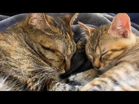 お姉ちゃん猫を寝かしつける子猫  Kitten put cat to sleep