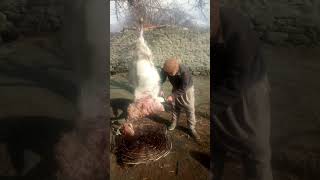 goat slaughtered
