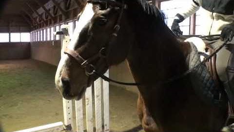 Side pull: A closer Look (Natural Horsemanship)