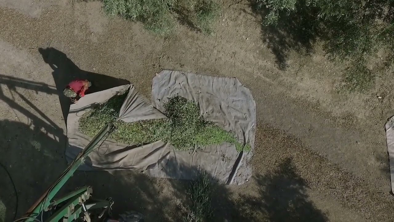 Video 3 Experiencia Inmersiva Cata Aceite de Oliva Things to do Córdoba.