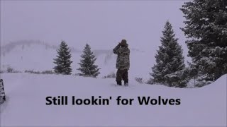 Still Lookin For Wolves!