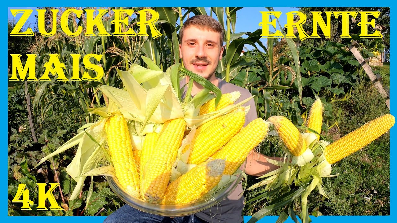 Zuckermais Im Garten Anpflanzen Die Einfache Anbauanleitung Aussaat Bis Ernte Super Maiskolben Youtube