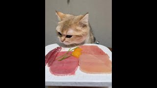 Mimi's Restaurant serves meals! Cat arrives #RawDiet #EverythingCuteProject