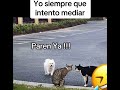 Nunca separen lo que esta bn 🤣🤣🤣