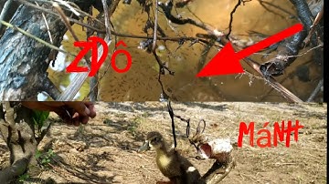 Câu cá lóc điểm huyền thoại