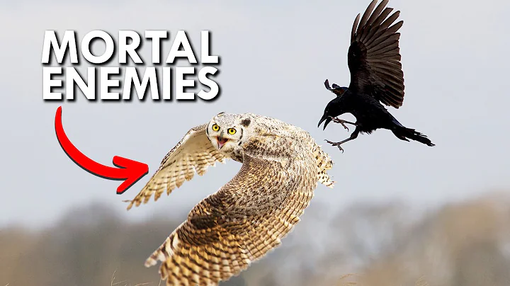 La rivalidad épica entre búhos cornudos y cuervos