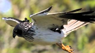Papangue Oiseau De Légende