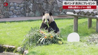 母パンダ良浜にプレゼント 和歌山県のレジャー施設