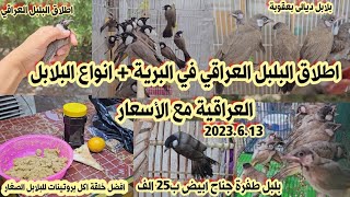 اطلاق سراح بلبل عراقي في البرية 2023/6/13 انواع البلابل العراقية مع الأسعار