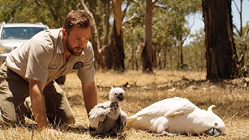 Man Rescued a Cockatoo Mother Trapped in Tree Nest! Then THIS Happened | Animal Rescue