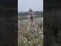 است و سرفرازی استدانش طلب و بزرگی آموزتا به نگرند روزت از روزنام و نسبت به خردسالیستنسل از ش