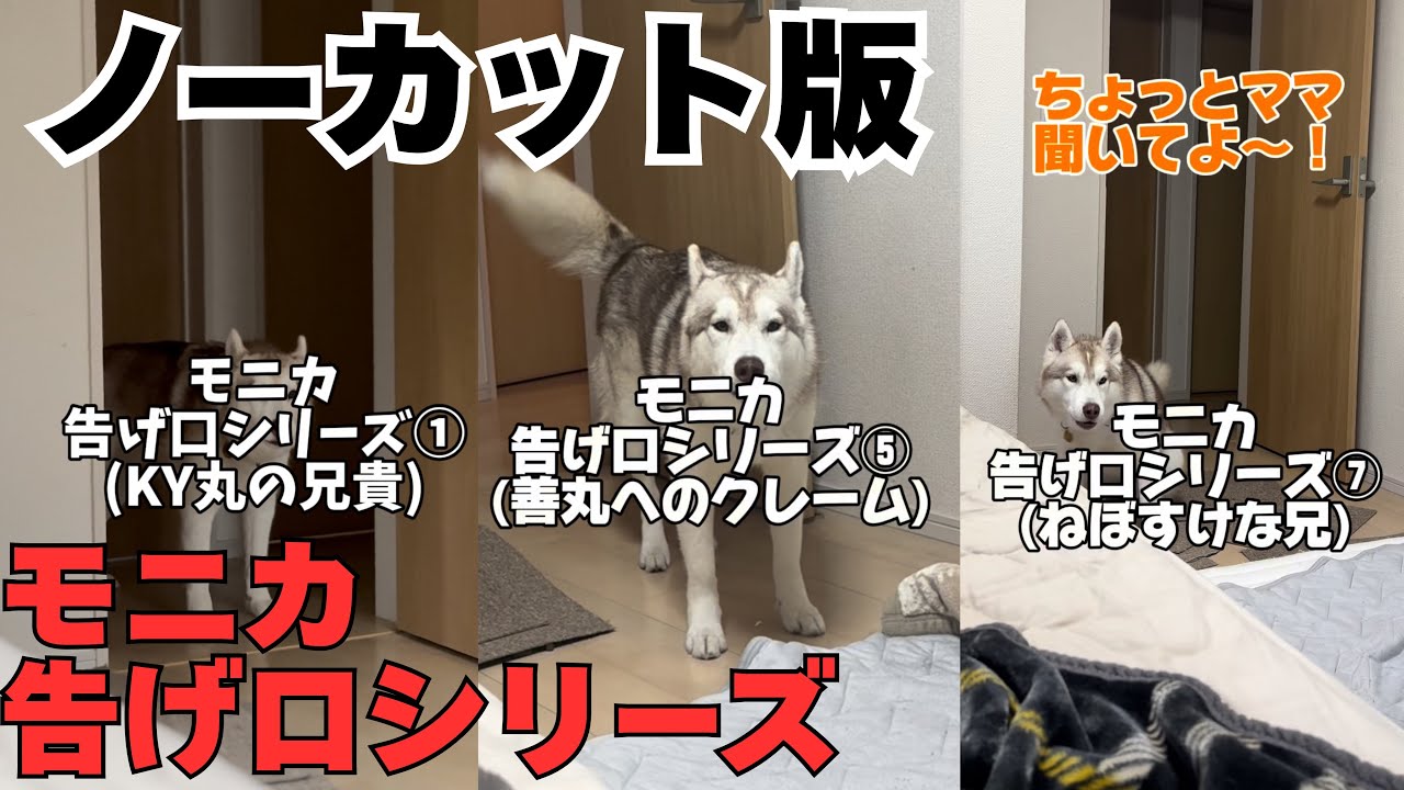 【ノーカット版】モニカ告げ口シリーズ①〜⑦