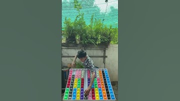 Game Challenge Sort Ball Puzzle #game #challenge #sortvideo #puzzle .