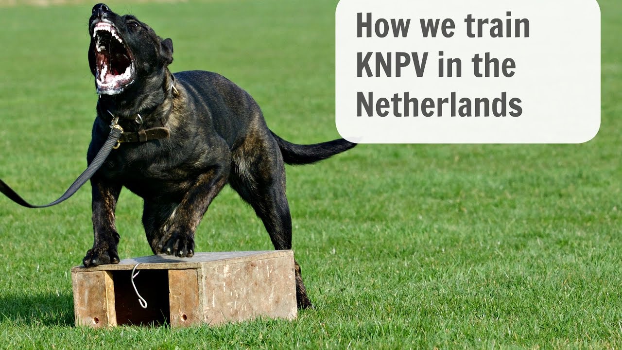 knpv dogs