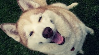 Funny animal and pet! Смешные животные! Cute pets! Милые животные! CUTEST PETS!