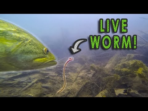 Do Bass Actually Eat Worms??  GoPro Live Worm Footage 
