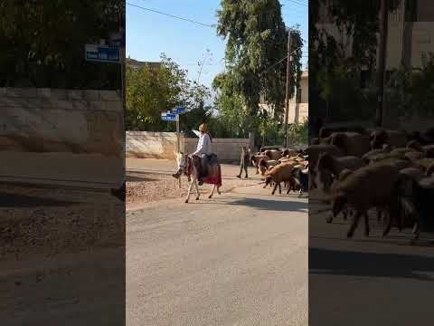 من أجمل المناظر التي يمكن أن تصادفها في ريف لبنان