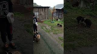 Yavuz Un Köpekleri.