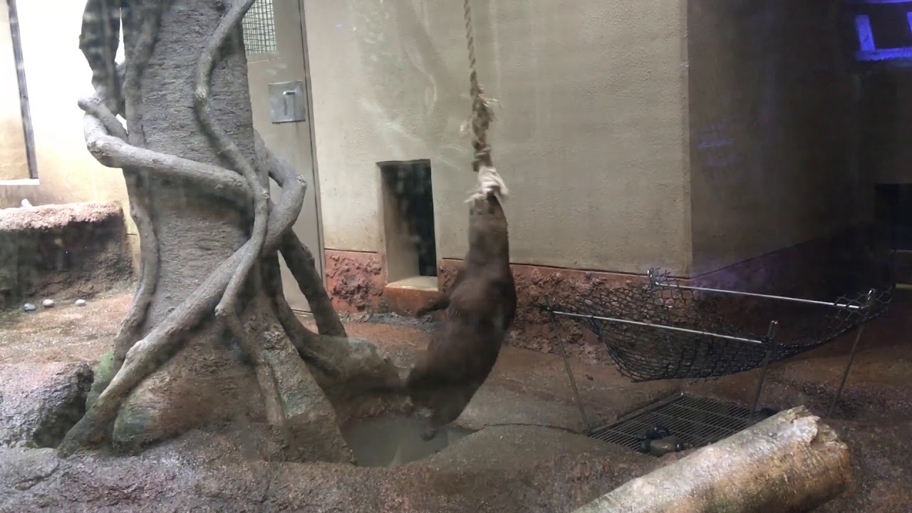 19 09 04 カワウソの体操 福岡市動物園 Youtube