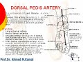 0125 dorsal pedis artery