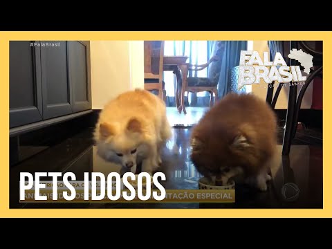 Vídeo: Animais Idosos E Geriátricos Precisam De Comida Especial