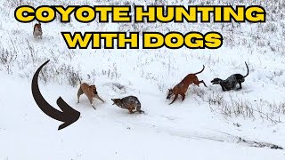 Coyote Hunting With Dogs (3 Coyote Day!!)