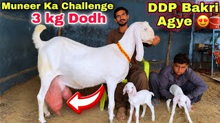 3 Kg Dodh 🍀 Muneer Goat Farm 🍀Jatan Bakriya 🍀Teddy Bakriyan & Kamori Bakri | Bakra Mandi 
