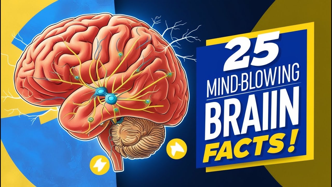 25 Interesting Facts About the Human Brain | Unlocking Psychology ...