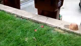 Exploding RootBeer