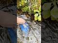北の大地の要注意外来生物 #outdoor #aquarium