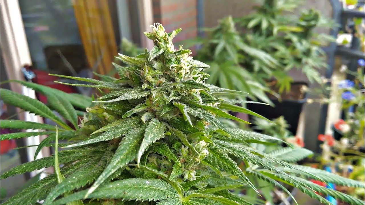 Hulkberry 7 weeks flowering