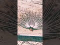 Beautiful Peacock dance #peacockdance #shorts