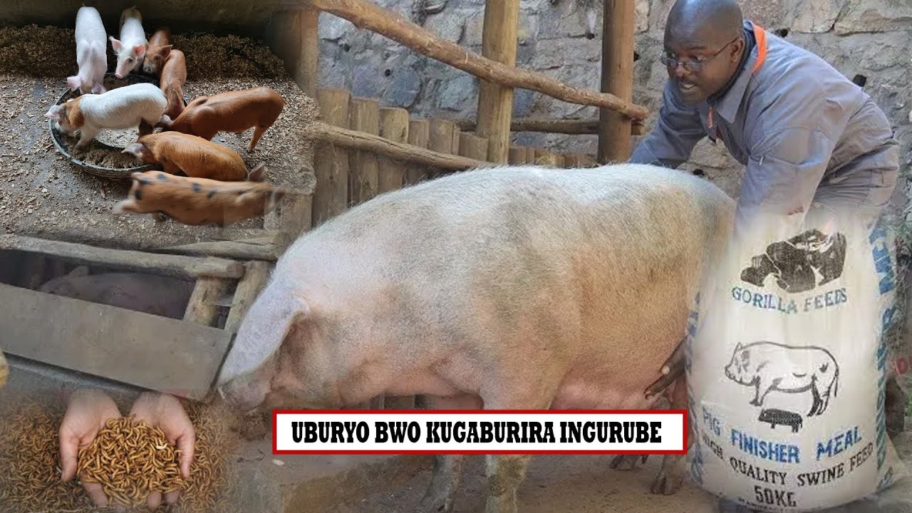 EP1:#UBURYO BWO KUGABURIRA INGURUBE