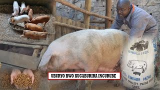 EP1:#UBURYO BWO KUGABURIRA INGURUBE