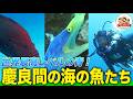 【慶良間ブルー】ウツボなのにキレイ！岩を使ってウニを割って食べる魚！巨大マンタなど・さかなクンが沖縄の海を紹介！【どうぶつ奇想天外／WAKUWAKU】